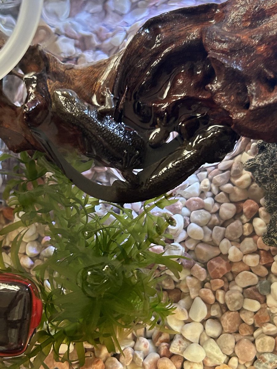 和楽ママ tweet media