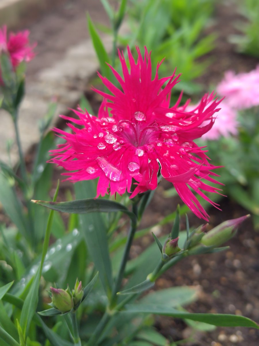 なでしこ様用(⁠人⁠*⁠´⁠∀⁠｀⁠)⁠。⁠*゜⁠+ 撫子