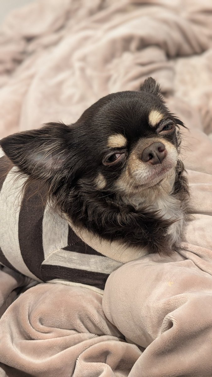 チャオくん(ぃのぅぇ) on X