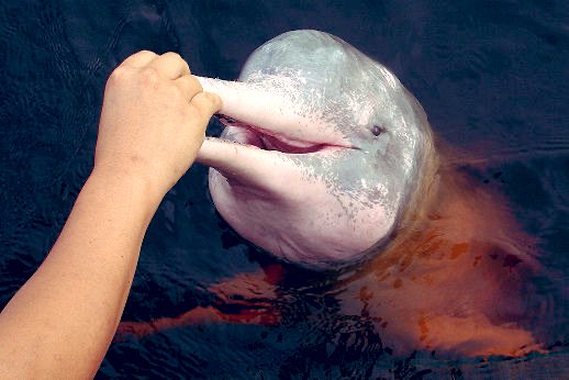 象ちゃん NM J138 Awesome ATZK マルチ | 【公式】MOONSTAR ONLINE STORE