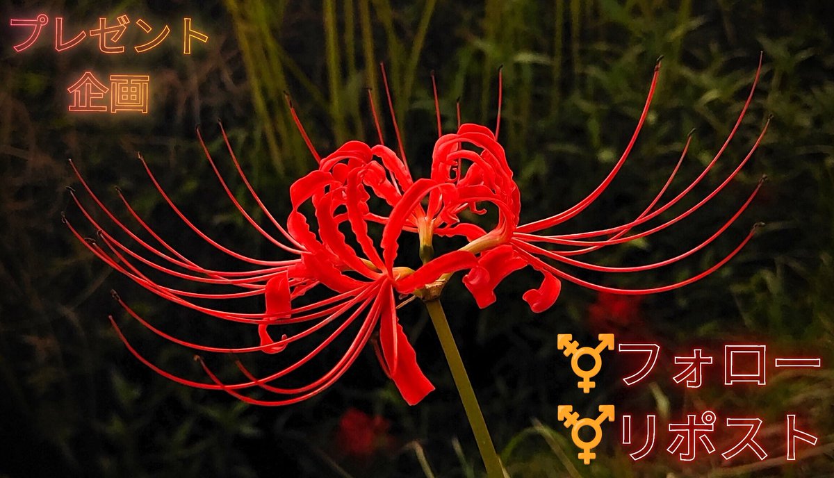 We're様⭐専用ページ 🚴勝ったからプレゼント企画🚴 500pay×1名 ⚧️フォロー ⚧️リポスト