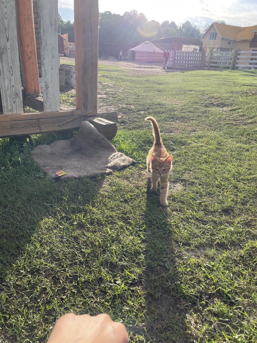 사람을 너무 좋아하던 몽골 고양이