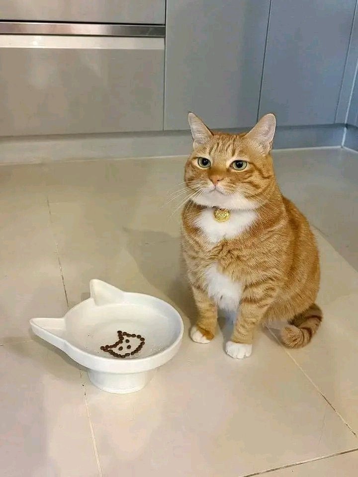 nocontextscats's tweet photo. He’s not amused https://t.co/L9pZw7m5ab