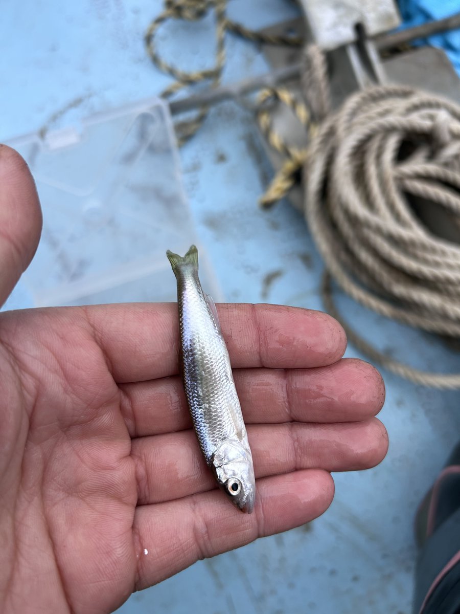 今日は初のワカサギ釣り
ペーペーなのに二刀流でやっています

興奮しすぎてワカサギだと思っていたのが、よく見たらほぼハスでした
#日相園
#相模湖