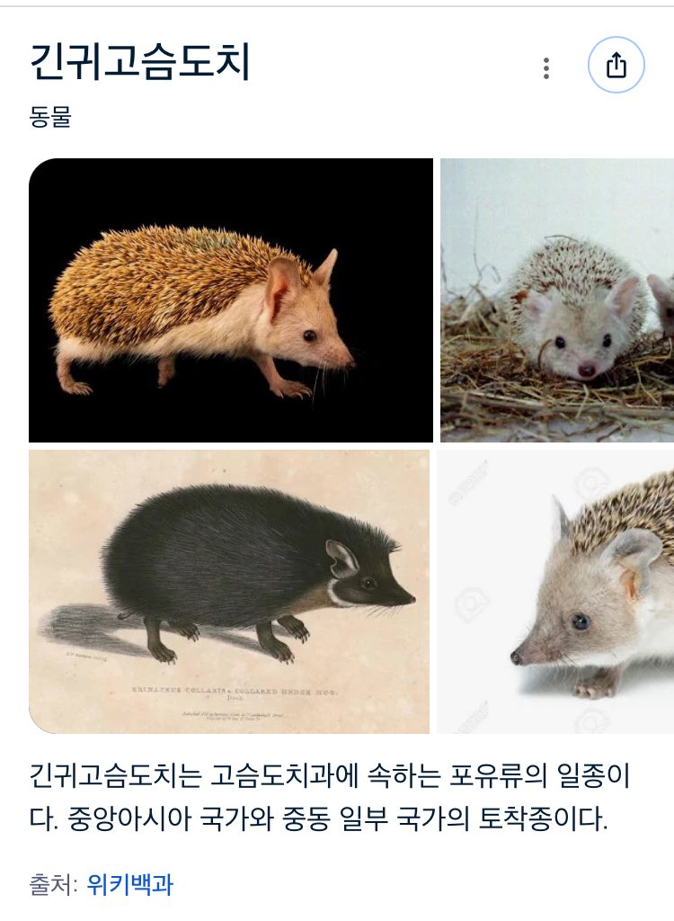 긴귀 고슴도치 같은데 ㅋㅋㅋ
귀엽다