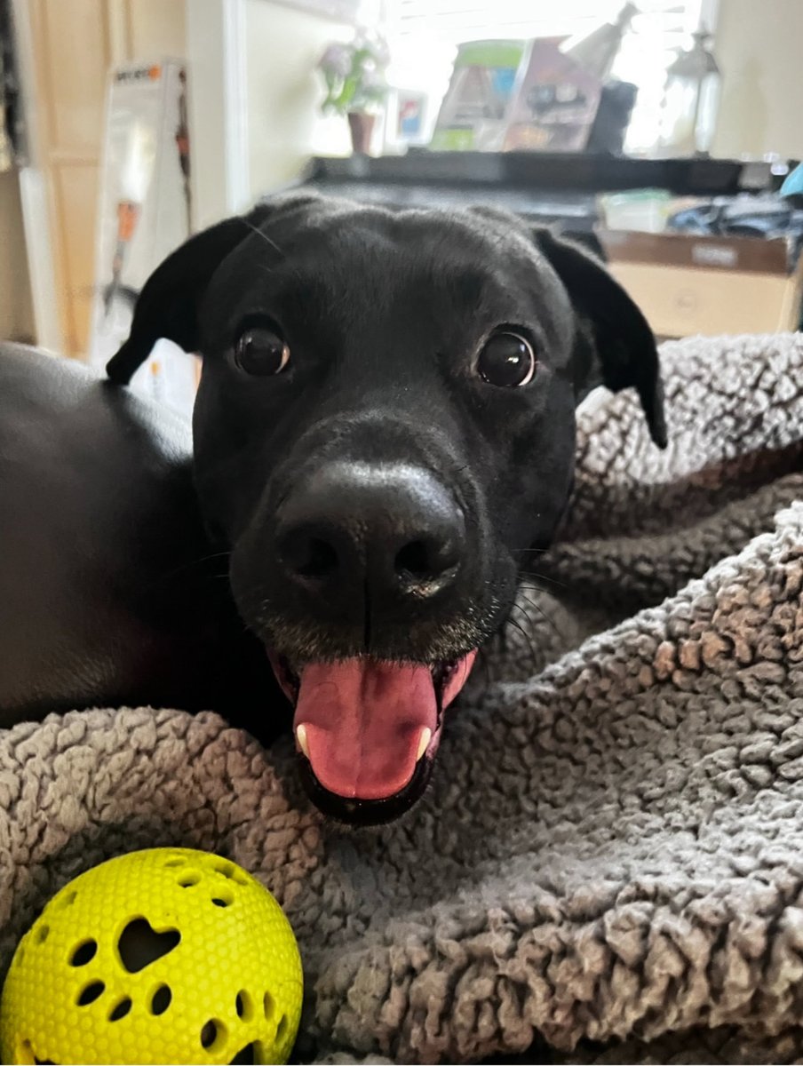 PositiveVibe's tweet image. For my Christopher? I’m going cross-country!