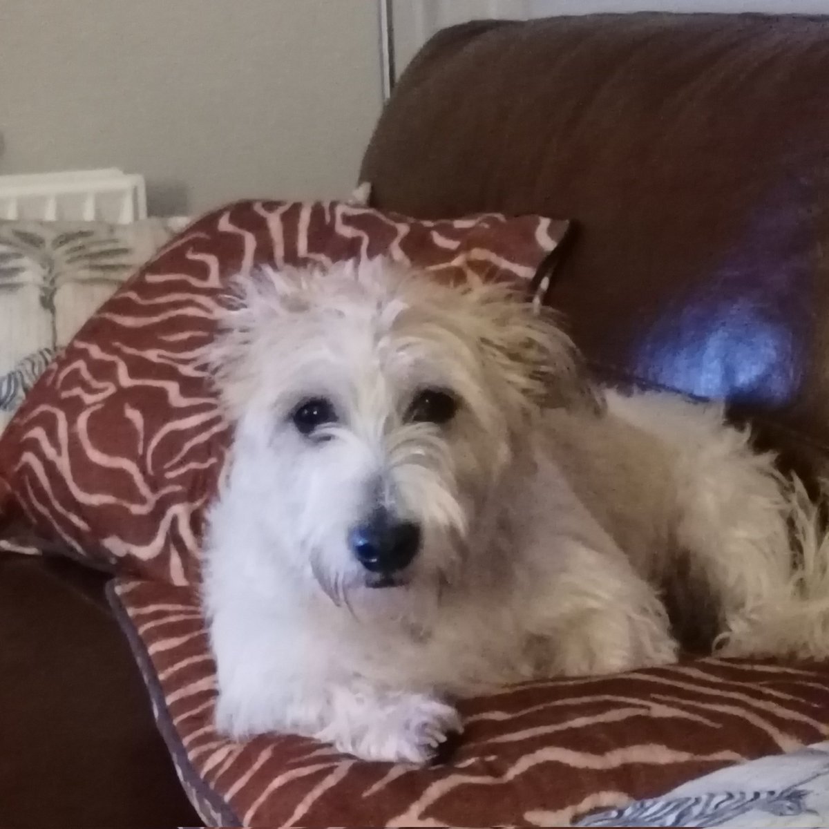 Lisa -Eddie & Benson's Mum 💙#FBPE🇺🇦🇪🇺 tweet media