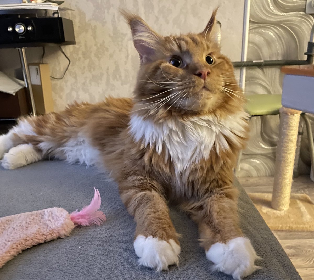 Моя булка с корицей держит мои аккаунты в заложниках) если зайти на мою страницу в ВК, то вообще кажется, что у меня в жизни только кот