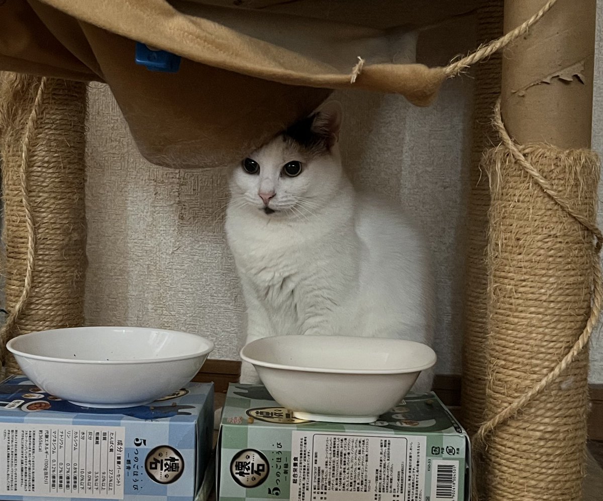 ぐれる★ミ tweet media