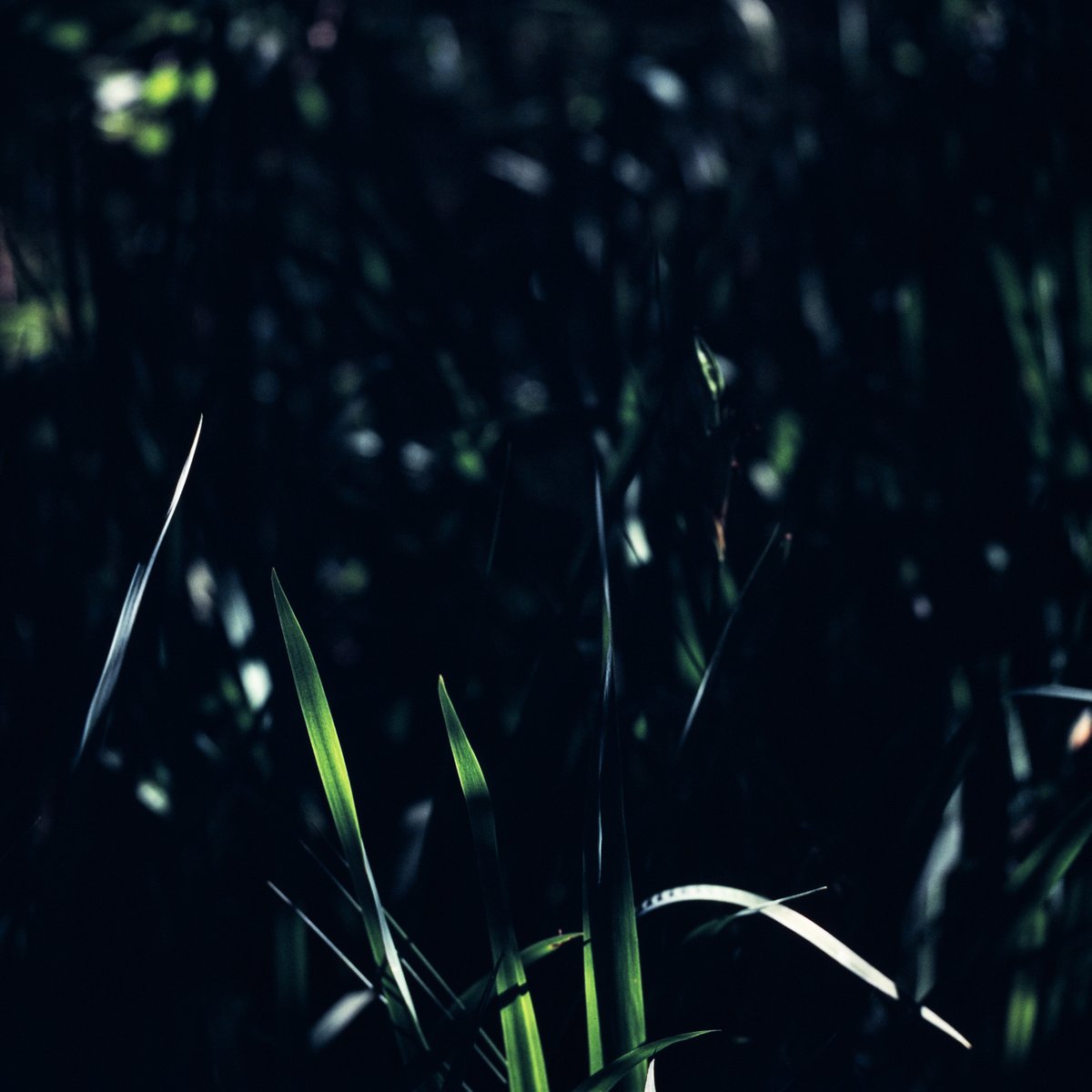 Slide Film Summer 047

Mamiya 6MF
Mamiya 6 G 150mm F4.5 L
Fujifilm Provia 400X (expired)
#believeinfilm #photography