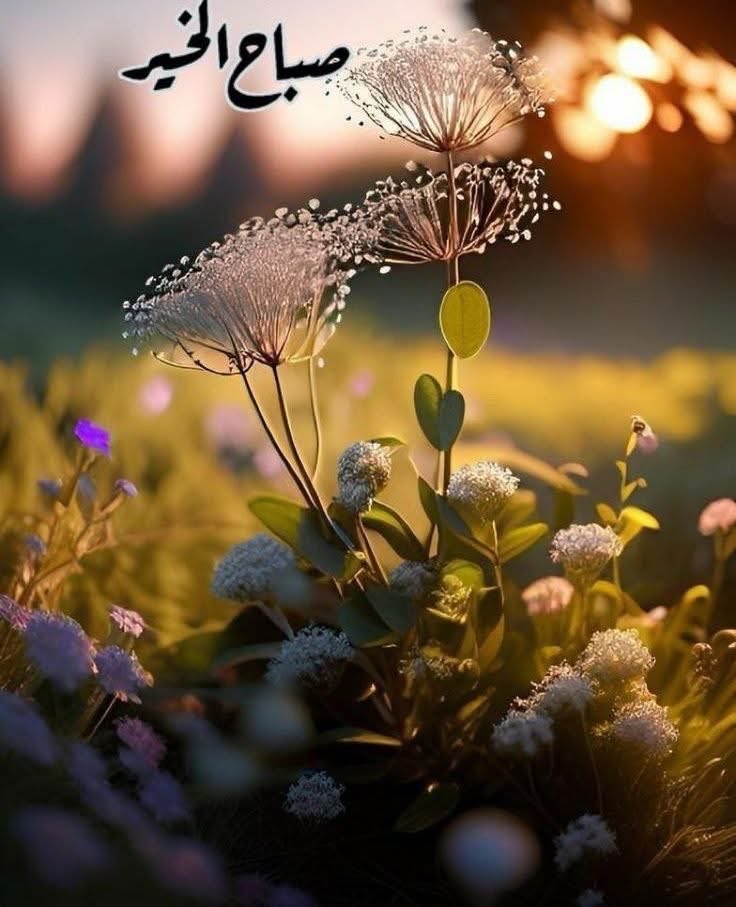 وَالصبح إذا تنفَّس
 اللهُمَّ اجعل هذا الصّباح صباح خير، لا يضيق لنا فيه صدر ولا يخيب لنا فيه أمر واجعل لنا في كل خطوة توفيقًا وتيسيرًا وأجرًا.

#صباح_الخير