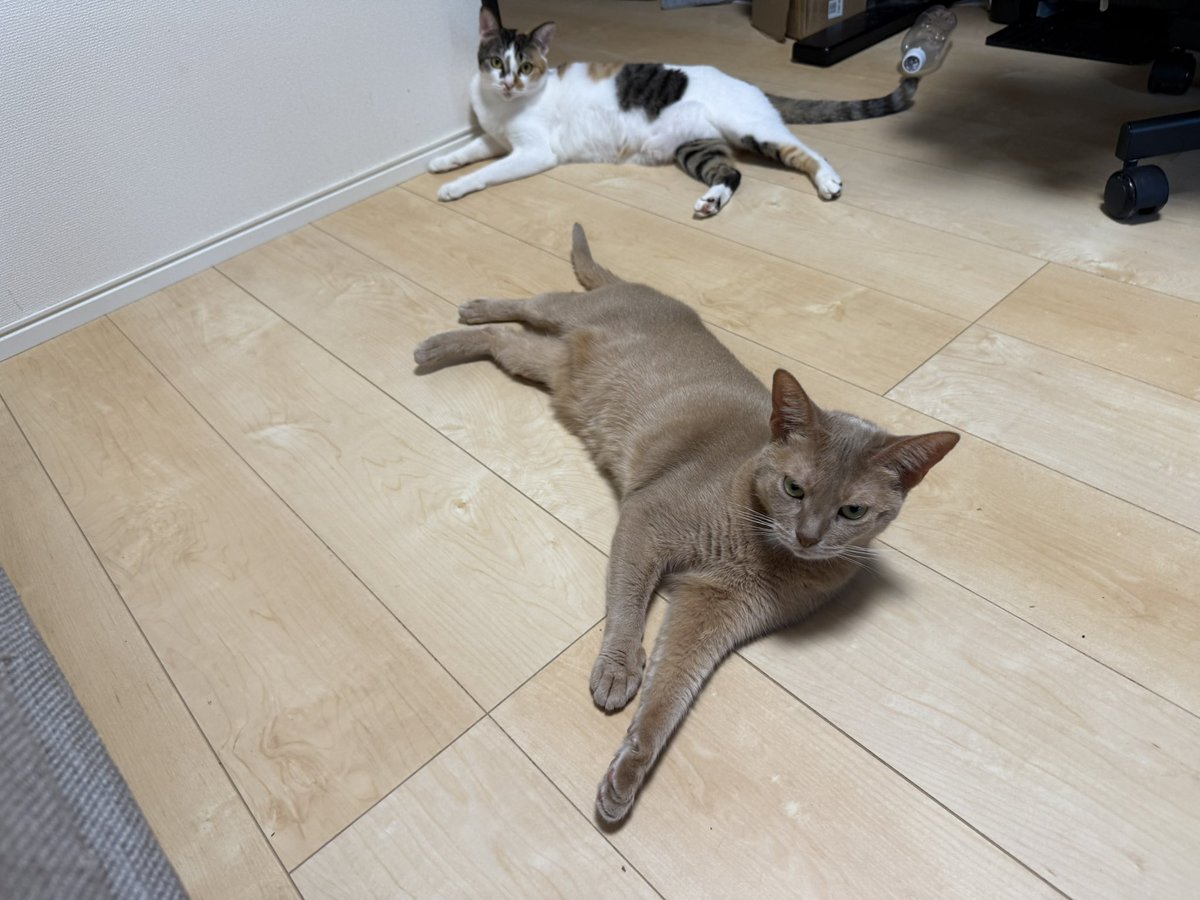 dnm3rd's tweet image. 忘れてたネッコノンノ10月号。
ついでに健康診断で病院行ってきたぜ。
㍉たすの体重が0.5㌔アップして3.3㌔近くになってた！この一年ウェットやらふりかけやらフード探しまくった成果だ。もう7歳なのにやはり天才。
㌔たすは4.8㌔だ！うん。