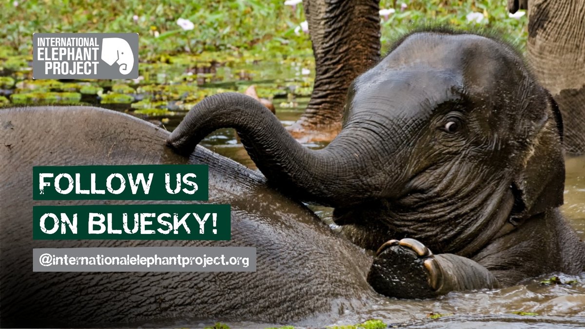 IntElephantProj's tweet image. Hey elephant champions! 

We'd love for you to join us over on Bluesky so you don't miss any amazing stories and updates about the elephants you're helping to protect!

You can find us here: bsky.app/profile/intern…

We'll see you there!  👋