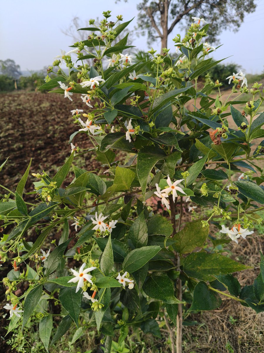 सेवा जोहार