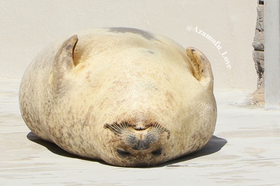 ふと見たらモネがめちゃくちゃくつろいでました🤣お昼の日差しがほどよく暖かくて幸せだね🦭✨️

2025.11　モネ
#鴨川シーワールド #鴨シー
#ゴマフアザラシ #アザラシ