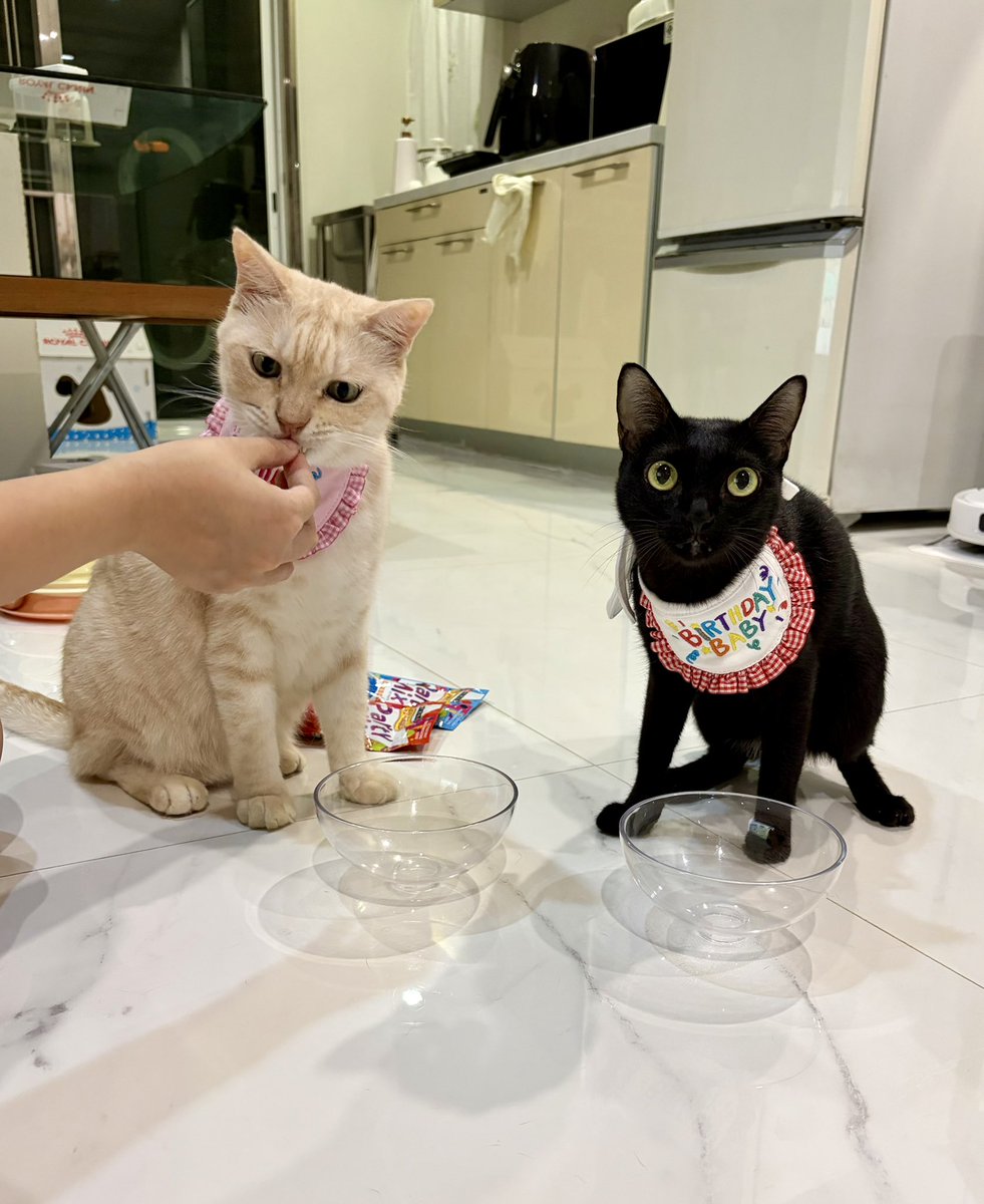 Hedhom🐈🌟 tweet media