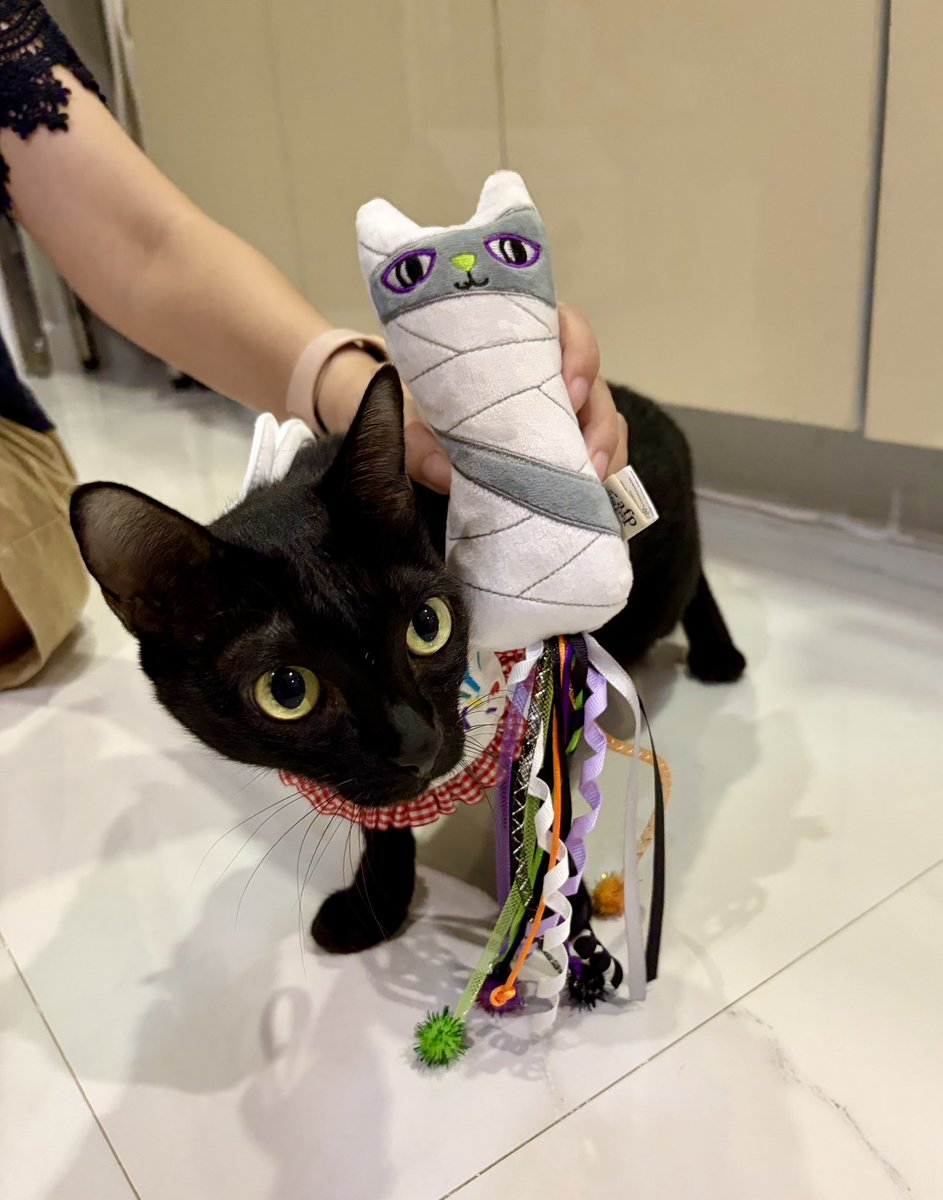 Hedhom🐈🌟 tweet media