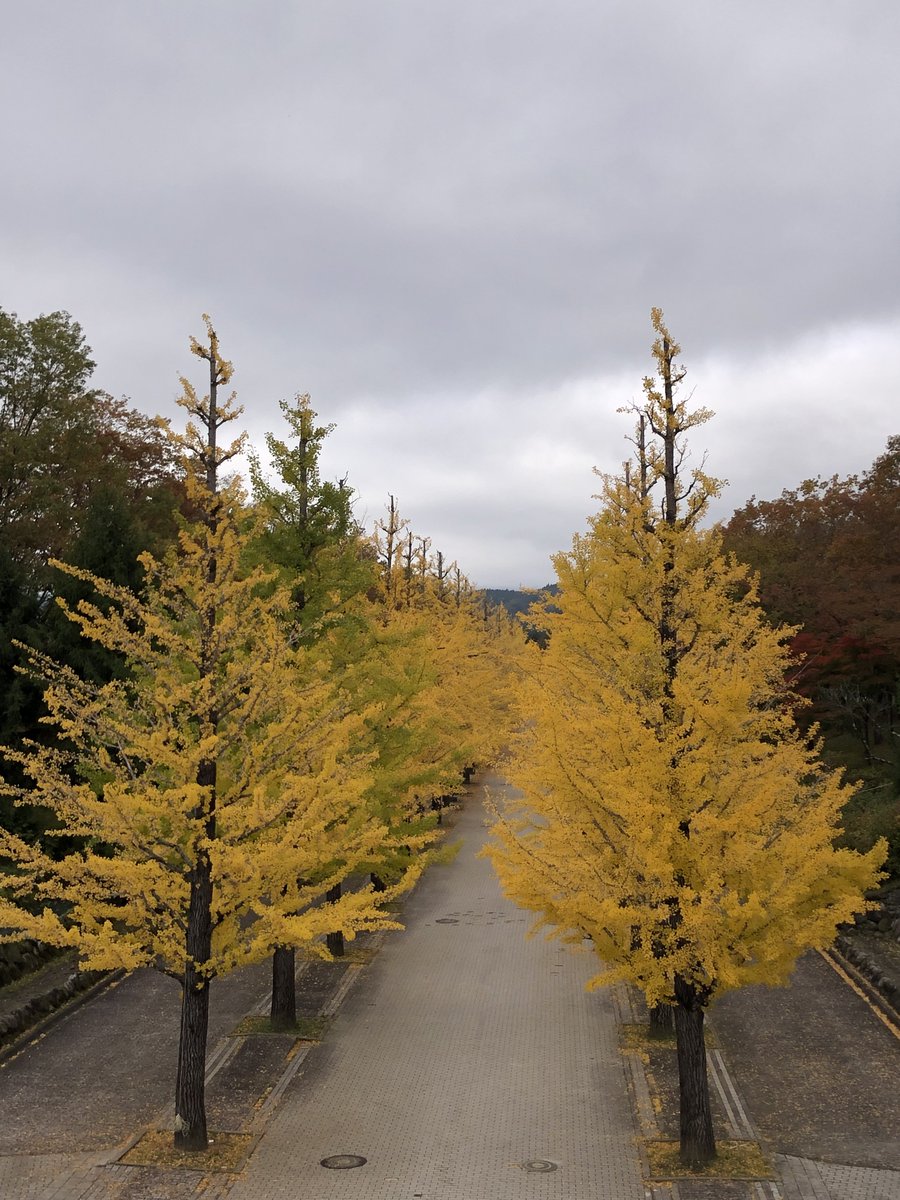 『秋の銀杏並木』 📍あづま総合運動公園の銀杏並木 ⸻ 🍂黄金のトンネル、まっすぐ続く光