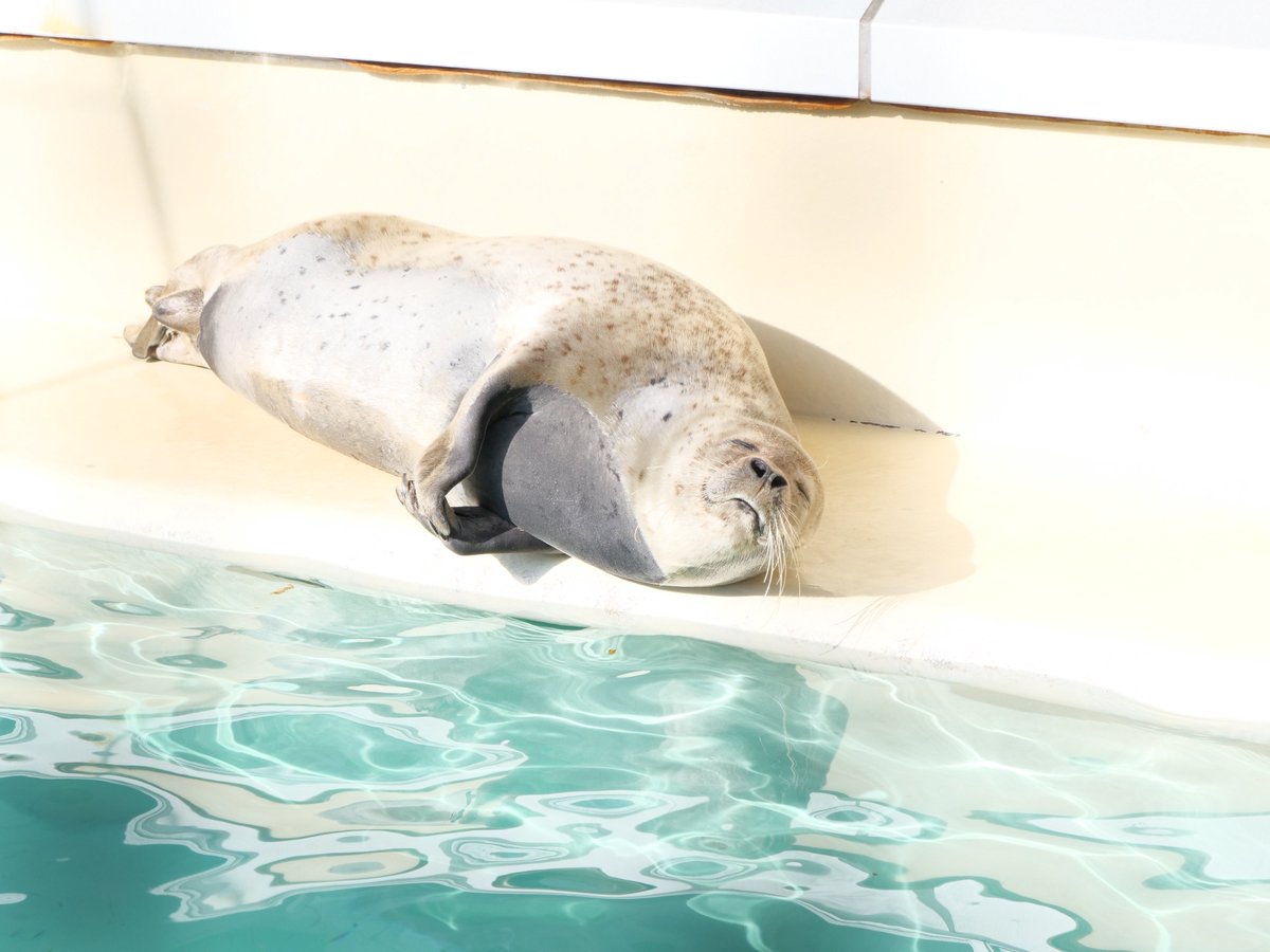 SoKoTwo_seal's tweet image. 私のご飯ですが、山盛りバケツ4杯でお願いできませんか？

📷️2025.4.12
#魚津水族館 
#ゴマフアザラシ #まちこ