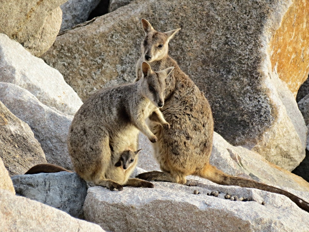 DivineDropbear's tweet photo. A wonderful day spent with the Rock-wallabies on Magnetic Island, Qld
@fred_od_photo #NaturePhotography #Marsupials #Macropods #AustralianWildlife #wildoz #wallaby #wildoz https://t.co/b2yCR0qLpT