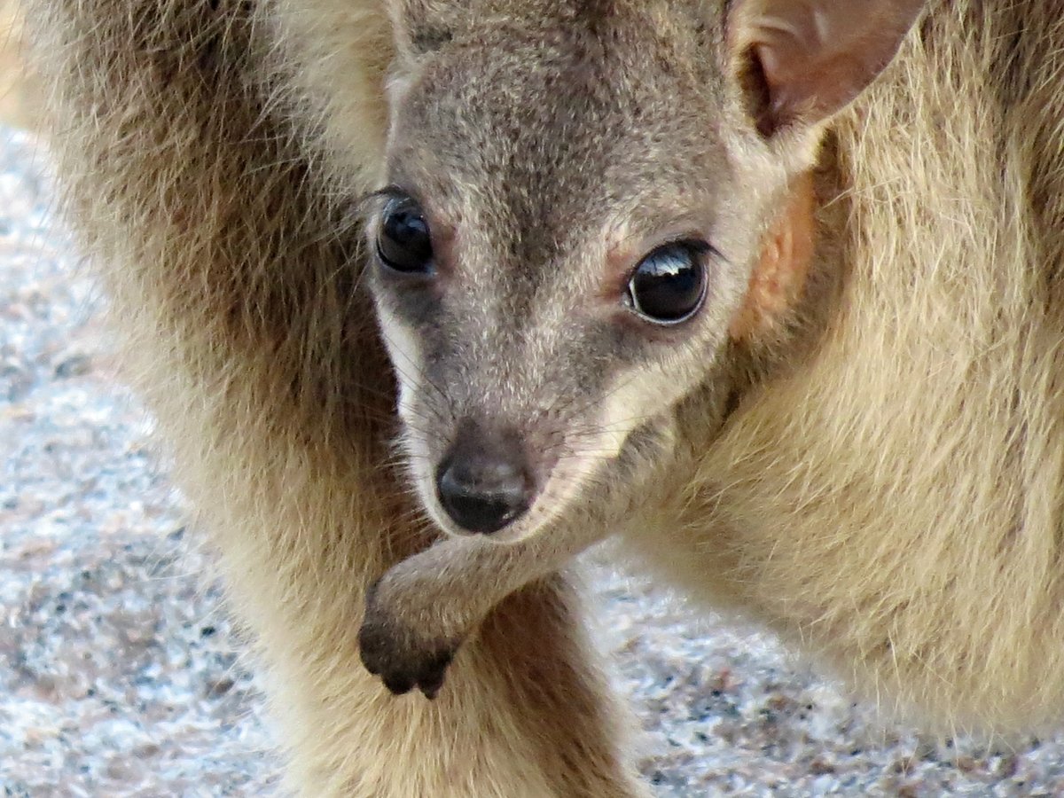 DivineDropbear's tweet photo. A wonderful day spent with the Rock-wallabies on Magnetic Island, Qld
@fred_od_photo #NaturePhotography #Marsupials #Macropods #AustralianWildlife #wildoz #wallaby #wildoz https://t.co/b2yCR0qLpT