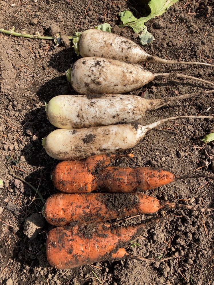 ニンジンとおでん大根。
また鍋やらんと。