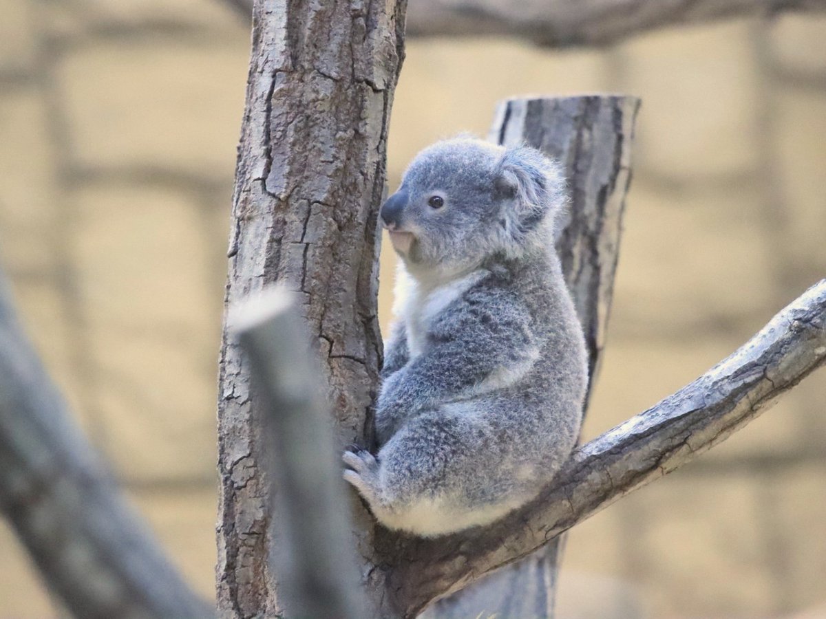 きなこ🦭🐃🐈🐬🧜‍♀️ (@xkinako1218) / Posts / X