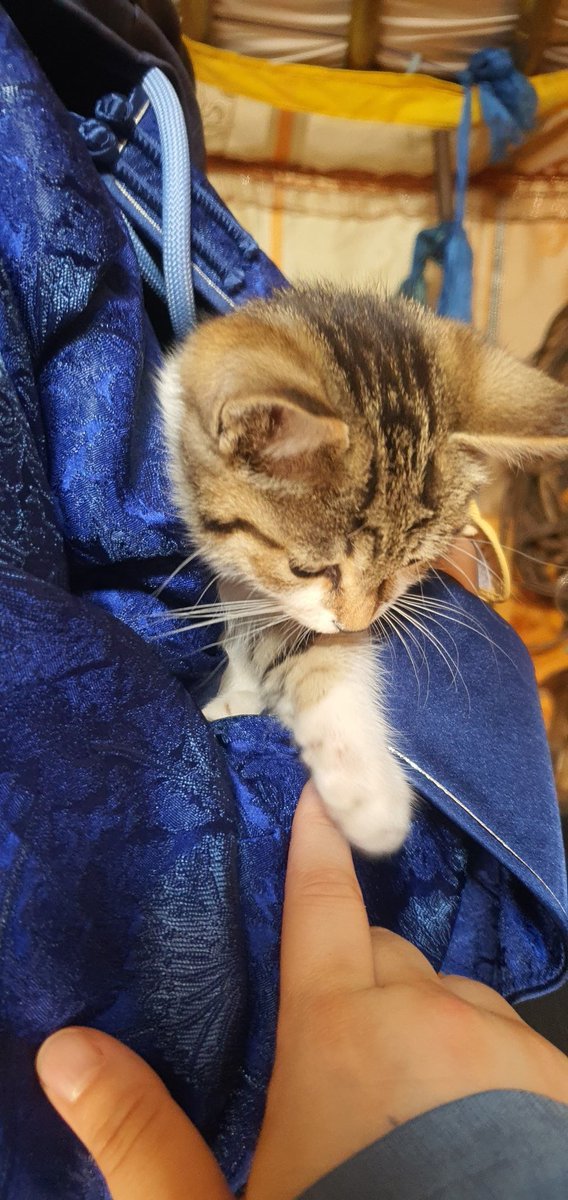 마장 고영이 너무나 귀여워서 델 안에 넣고 다녔음 난 고영털알러지가 있고 항히스타민제가 없었는데도...