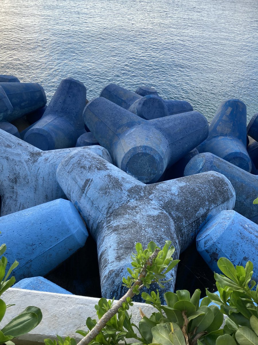 南国沖縄のサンゴ 南国沖縄のサンゴ 海教室第84回！！慶良間で出会えるサンゴ達