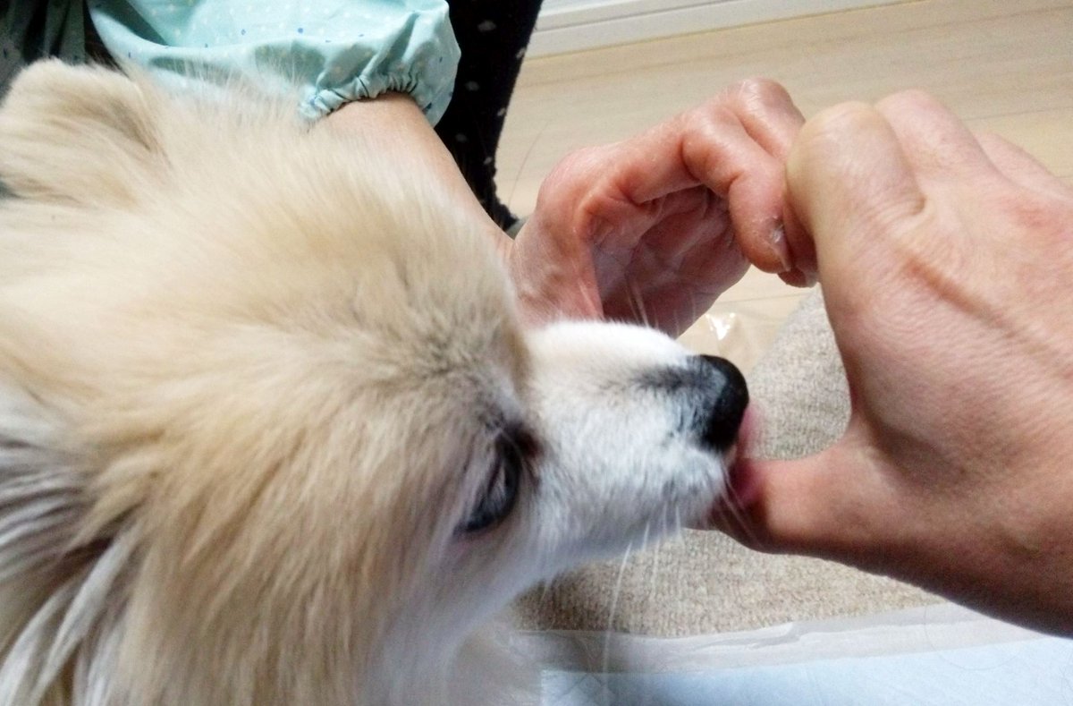 1割引きキャンペーン❗️】 犬 ペット 動物 イラスト オーダー専用