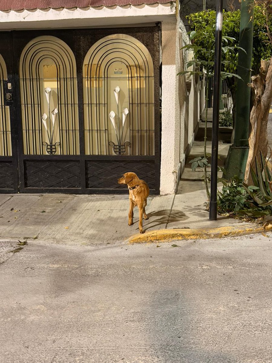 CarloCastroK9 tweet media