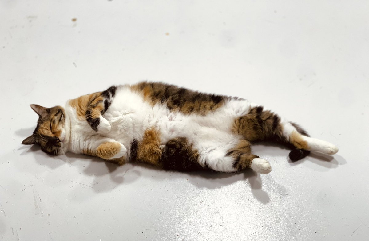 うちの猫。2017年生まれで、ついこのあいだ子猫と思っていましたが気がつけば立派な中年猫です。