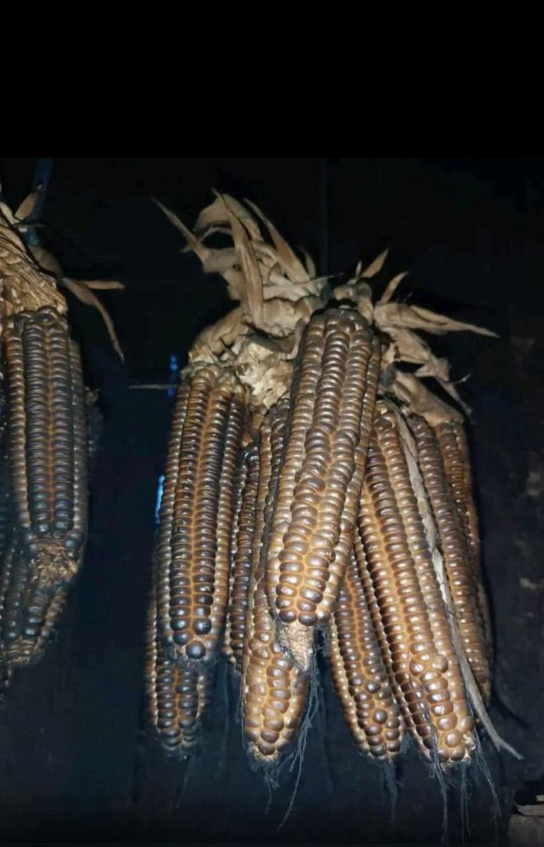 Indigenous seeds form part of Afrikan culture. 

We connect with your ancestors through seeds, they were the real scientist. 

Indeginous seeds carry history of the people on this land. 

Every food chain begins with a seed.

Don't discard seeds for GM0.

Respect your ancestors!