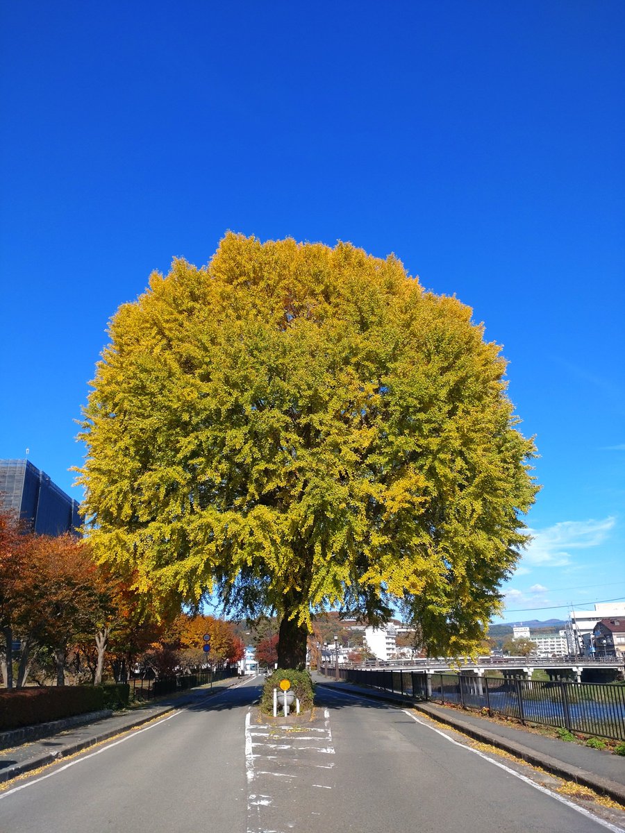 にゃんぱら (@n_youngparadise) / Posts / X