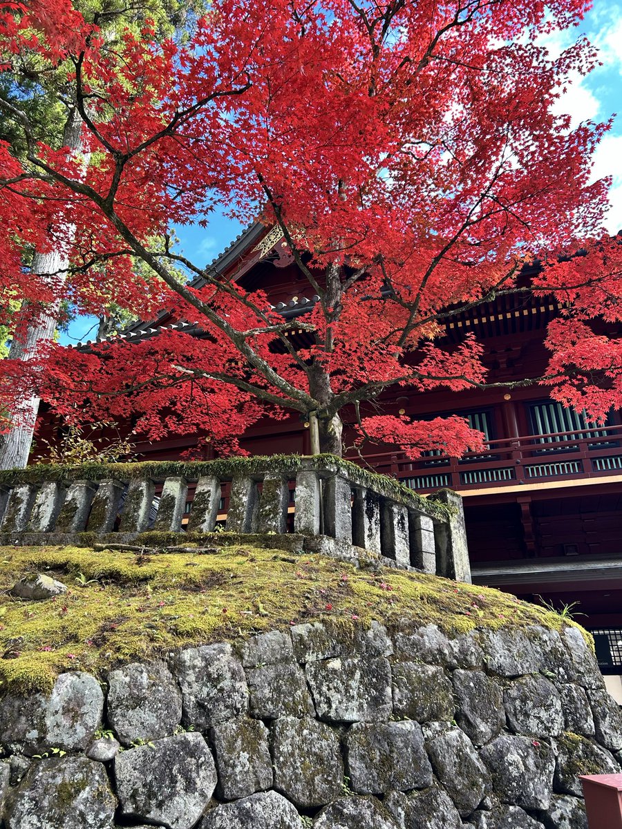 doraima's tweet image. 日光東照宮人大杉