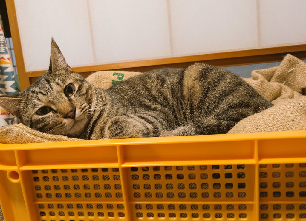 NERUcat_cat's tweet photo. うちの子もひどい異食症で、ふわふわベッドとか毛布が一切使えなかったのですが、コーヒー豆の麻袋(頑丈なもの)にふわふわ物を入れてあげたところ噛まずにぬくぬくしてます。

猫によって差はあるでしょうが、お役に立てばいいなあの気持ち😢 https://t.co/fKRfoJedkC