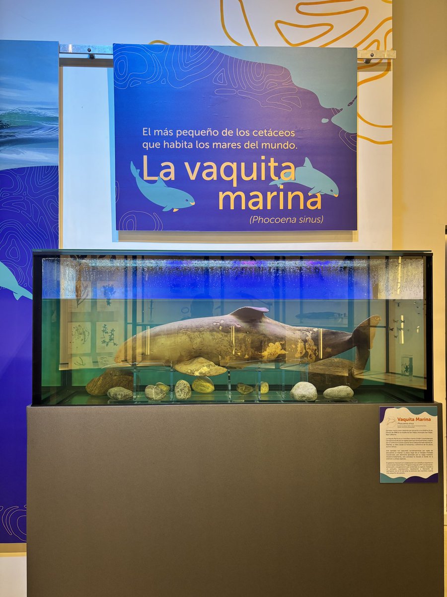 Vaquita Marina (Phocoena sinus)
<a href="/PaBioUNAM/">Pabellón Nacional de la Biodiversidad</a> 
Noviembre, 2025