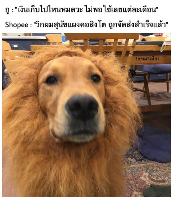 ของจำเป็น 🤣🤣
#สาวอวบ #เด็กอ้วน #ต้าวอ้วน #ขาวหมวย