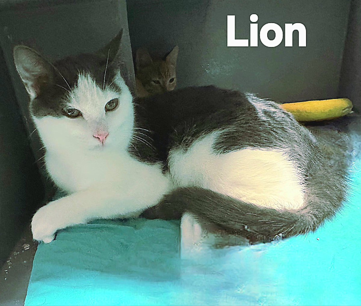 Lion is a 6 mo old grey &amp; white kitten

His fur is very soft

His buddy, Georgie comforts him—they are snuggle buddies.

Lion is very gentle. He likes churros and he likes to play with a feather stick.

If he gets to know you, i am sure he’d be your snuggle buddy too.

#AdoptMe