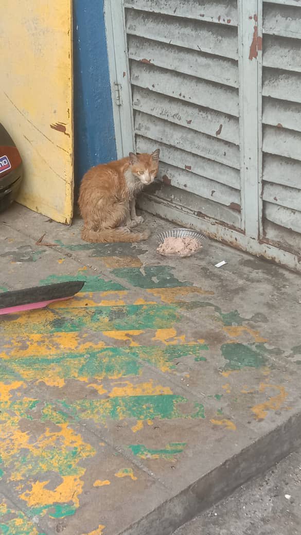 dyannesweet's tweet photo. 🆘🆘PERLUKAN BANTUAN!!

Kucing nie dibuang beberapa minggu lepas.kucing nie terlalu aggresive hinggakan susah nak pegang dia.Dh banyak kali masuk longkang x tahu samada dia buta x tak.informer kata keadaan dia teruk&amp;Ada sesiapa boleh hantar ke vet tak? Boleh dm sy ye🙏🙏 https://t.co/5MJYCmxVUt