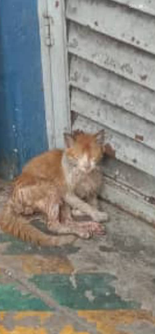 dyannesweet's tweet photo. 🆘🆘PERLUKAN BANTUAN!!

Kucing nie dibuang beberapa minggu lepas.kucing nie terlalu aggresive hinggakan susah nak pegang dia.Dh banyak kali masuk longkang x tahu samada dia buta x tak.informer kata keadaan dia teruk&amp;Ada sesiapa boleh hantar ke vet tak? Boleh dm sy ye🙏🙏 https://t.co/5MJYCmxVUt