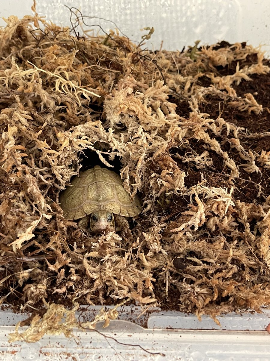 ユカタンハコガメの餌待ち待機