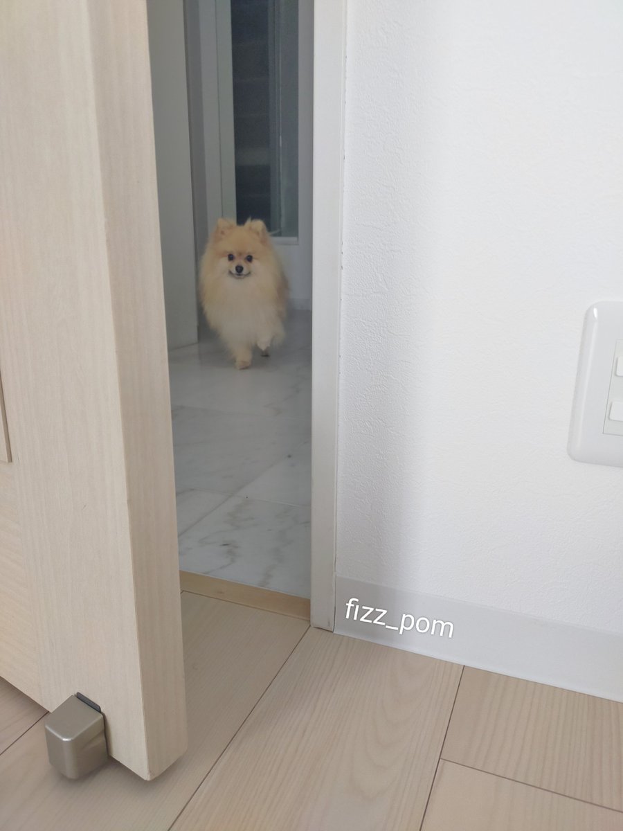fizz_pom's tweet photo. だるまさんがころんだ🤔 https://t.co/i9Je8AKnV2