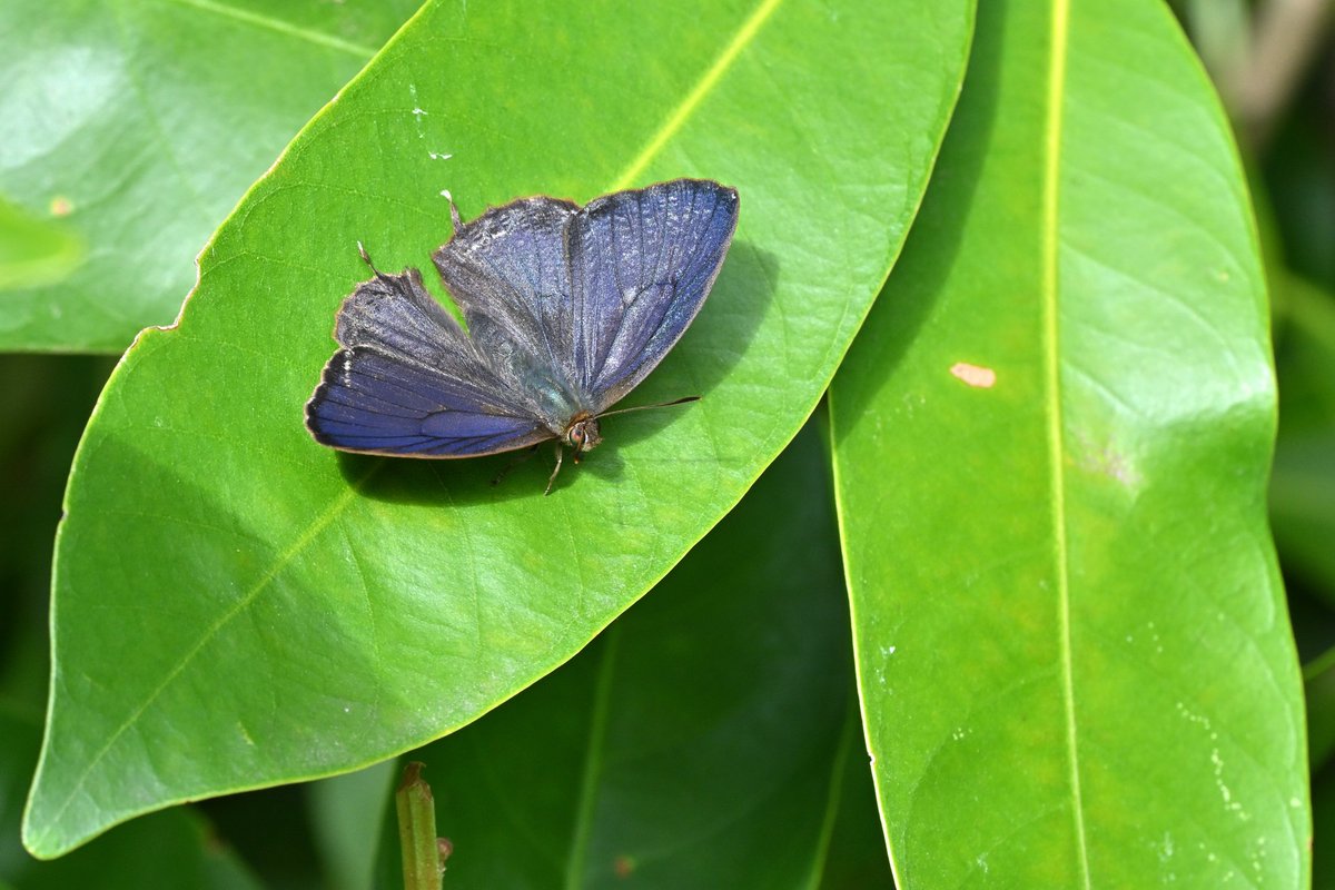 🇯🇵Koriel🇺🇦 on X