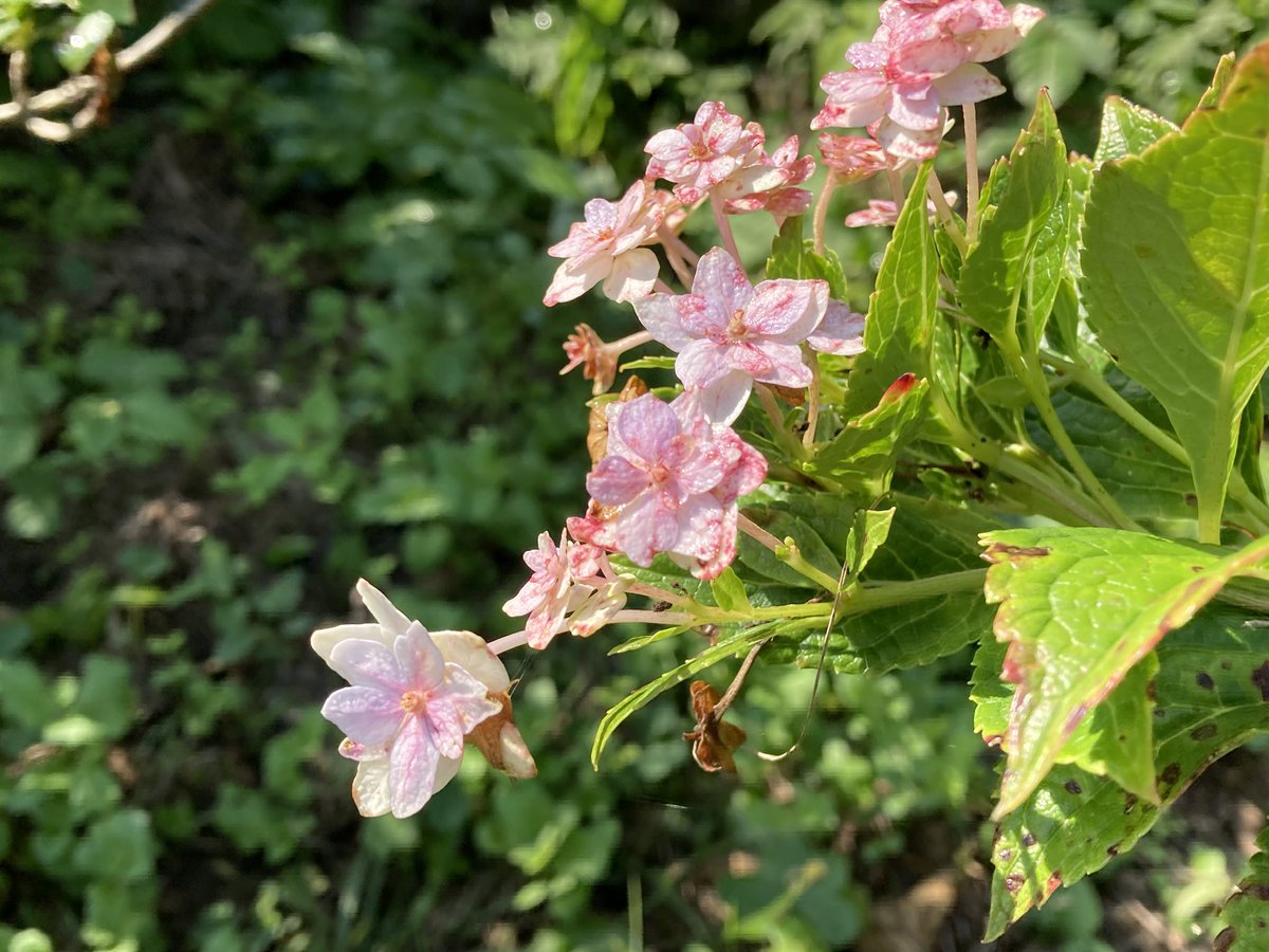 清になりたい on X