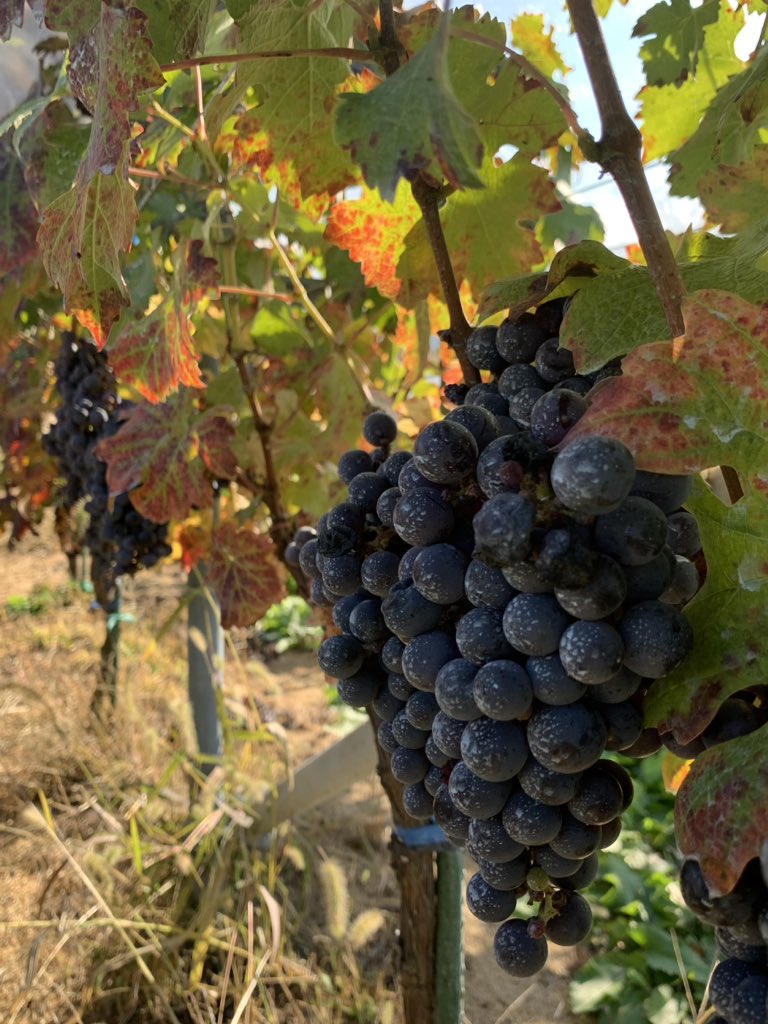 minjunjunjp's tweet image. 朝の気温5℃。寒さ対策バッチリでワイン用ぶどうの収穫へ。
朝はテン、作業中はイノシシと遭遇。突進されなくて本当によかった…。
寒暖差も野生動物も、どっちも油断ならない。
#ぶどう #収穫 #agriculture