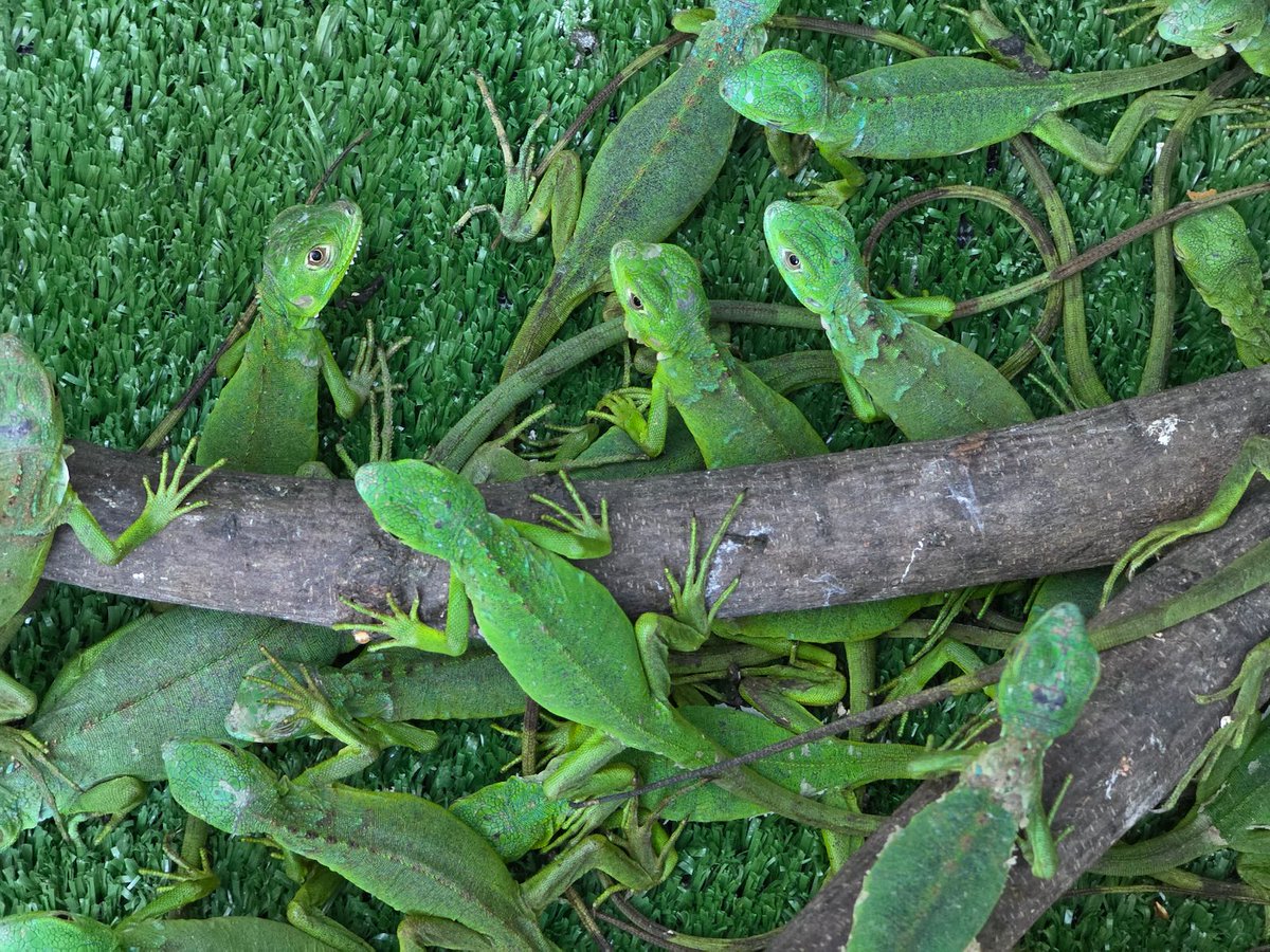 Miradas Viajeras tweet media