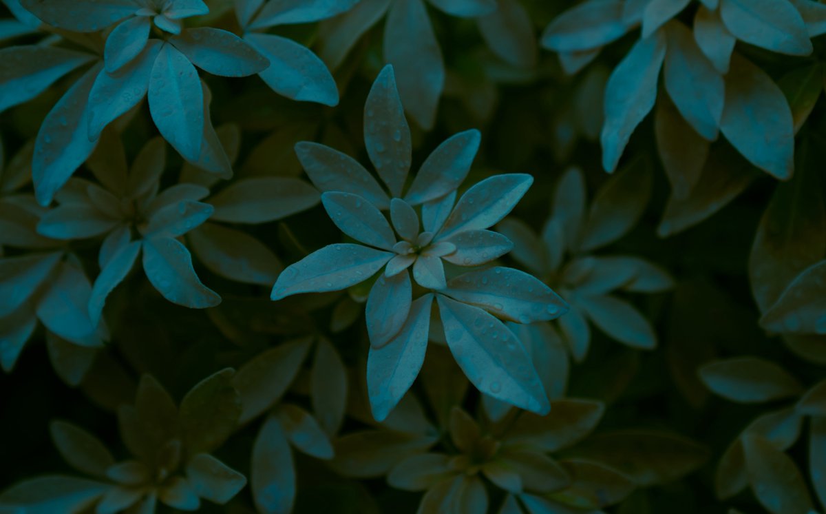 Today’s theme: rain drops