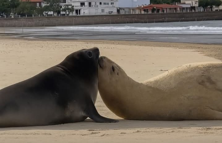 Mikamagic80's tweet photo. Francisca y su madre han comenzado a despedirse, dice SOS Fauna marina
El tiempo corre muy rápido .... https://t.co/tBvJBoB8h1