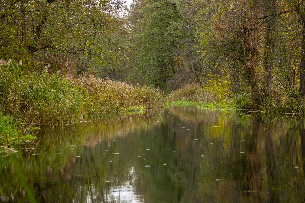 MuzeumPodlaskie's tweet photo. 🍂Jesienny spacer po Supraślu to jedna z tych przyjemności, do których chętnie się wraca. Trudno o lepszy sposób na odkrywanie uroku tego miasteczka niż przechadzka jego malowniczymi uliczkami wśród złocistych liści. https://t.co/I309O9FVKf